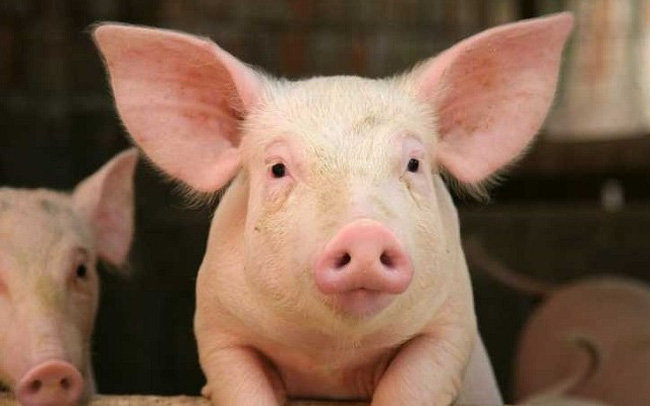 Giá lợn tăng mạnh, nửa đầu năm Dabaco "cải tử hoàn sinh" với khoản lãi 93 tỷ đồng