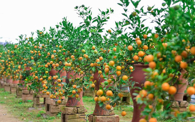 Độc đáo quất bonsai trồng trong bình gốm chơi Tết ở Hà Nội